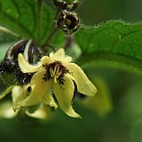 Costa Rica20150406-1752-1149